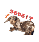 セサミの日常（個別スタンプ：17）