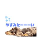 セサミの日常（個別スタンプ：18）