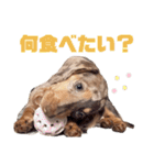 セサミの日常（個別スタンプ：21）