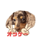 セサミの日常（個別スタンプ：22）
