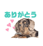 セサミの日常（個別スタンプ：23）
