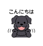 ブラックシュナウザー1（個別スタンプ：5）