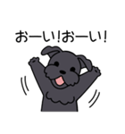 ブラックシュナウザー1（個別スタンプ：7）