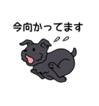 ブラックシュナウザー1（個別スタンプ：9）