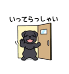 ブラックシュナウザー1（個別スタンプ：13）