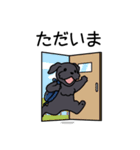 ブラックシュナウザー1（個別スタンプ：14）