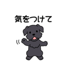ブラックシュナウザー1（個別スタンプ：19）