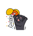 ブラックシュナウザー1（個別スタンプ：30）