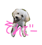 元気なDOG✨Part2（pinky）（個別スタンプ：3）