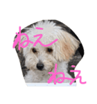 元気なDOG✨Part2（pinky）（個別スタンプ：10）