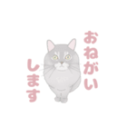 my favorite illustrations of cats（個別スタンプ：5）