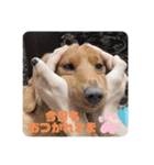 成毛家のビクターくん2（個別スタンプ：1）