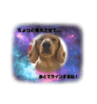 成毛家のビクターくん2（個別スタンプ：4）