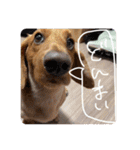 成毛家のビクターくん2（個別スタンプ：10）