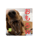 成毛家のビクターくん2（個別スタンプ：12）