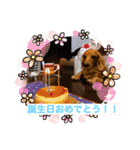 成毛家のビクターくん2（個別スタンプ：16）