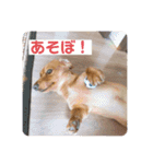 成毛家のビクターくん2（個別スタンプ：18）
