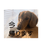 成毛家のビクターくん2（個別スタンプ：21）