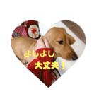 成毛家のビクターくん2（個別スタンプ：22）
