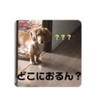 成毛家のビクターくん2（個別スタンプ：23）
