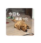 成毛家のビクターくん2（個別スタンプ：24）