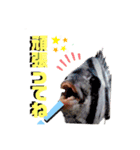 釣魚達からの楽しいメッセージスタンプ2（個別スタンプ：2）