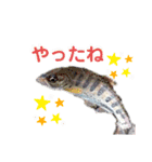 釣魚達からの楽しいメッセージスタンプ2（個別スタンプ：11）