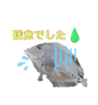 釣魚達からの楽しいメッセージスタンプ2（個別スタンプ：15）