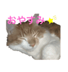 アンディとペロとクロちゃん（個別スタンプ：1）