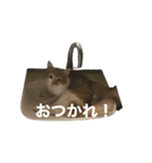 アンディとペロとクロちゃん（個別スタンプ：5）