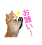 アンディとペロとクロちゃん（個別スタンプ：10）