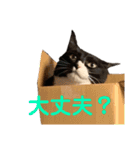 アンディとペロとクロちゃん（個別スタンプ：15）