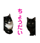 アンディとペロとクロちゃん（個別スタンプ：16）
