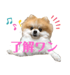 ポメラニアンのリキちゃんスタンプ2（個別スタンプ：1）