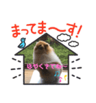 ポメラニアンのリキちゃんスタンプ2（個別スタンプ：11）