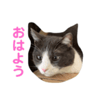 シェリぽんと愉快な仲間たち8（個別スタンプ：1）