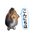 シェリぽんと愉快な仲間たち8（個別スタンプ：3）