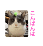 シェリぽんと愉快な仲間たち8（個別スタンプ：4）