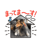 シェリぽんと愉快な仲間たち8（個別スタンプ：27）