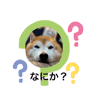 柴犬ペスの気持ち（個別スタンプ：1）