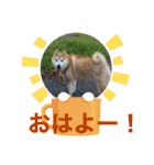 柴犬ペスの気持ち（個別スタンプ：2）
