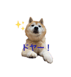柴犬ペスの気持ち（個別スタンプ：3）