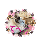 柴犬ペスの気持ち（個別スタンプ：4）