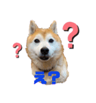 柴犬ペスの気持ち（個別スタンプ：6）