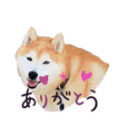 柴犬ペスの気持ち（個別スタンプ：7）