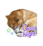 柴犬ペスの気持ち（個別スタンプ：9）