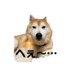 柴犬ペスの気持ち（個別スタンプ：10）