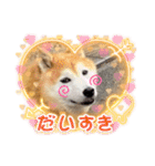 柴犬ペスの気持ち（個別スタンプ：11）