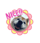柴犬ペスの気持ち（個別スタンプ：12）