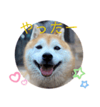 柴犬ペスの気持ち（個別スタンプ：14）